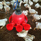 🐔50% RABATT⏰ Automatischer Wasserspender für Hühner – hält Wasser sauber und frisch für gesunde Aufzucht💧