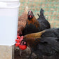 🐔50% RABATT⏰ Automatischer Wasserspender für Hühner – hält Wasser sauber und frisch für gesunde Aufzucht💧