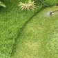 🔥🔥50 % Rabatt👨‍🌾Ersatzkopf für Fadentrimmer💪 – auch bei Kontakt mit Beton/Felsen/harten Blöcken unbeschädigt, lange Lebensdauer garantiert🌿