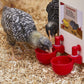 🐔50% RABATT⏰ Automatischer Wasserspender für Hühner – hält Wasser sauber und frisch für gesunde Aufzucht💧