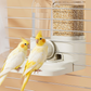 📢📢50% RABATT !! ⏰2-in-1 Automatischer Vogelfutterautomat und Wasserspender für Käfige